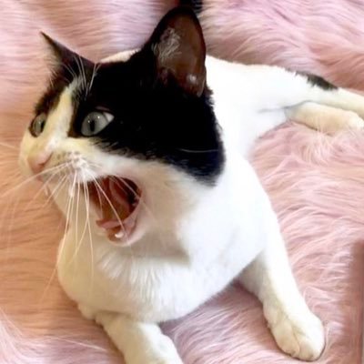 alicia_cedres's profile picture. Futuro relativo