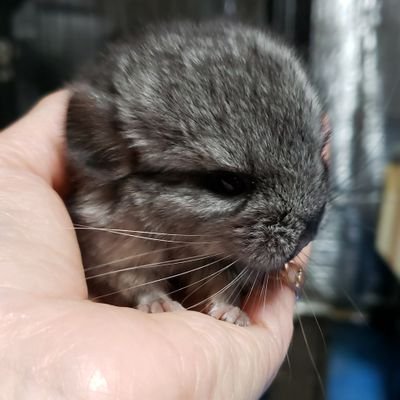 福井市在住
チンチラちゃん🐭のブリーダーしてます😊
お気軽にご相談．見学承ります🎶