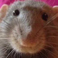 rat(@heyitsrat) 's Twitter Profile Photo
