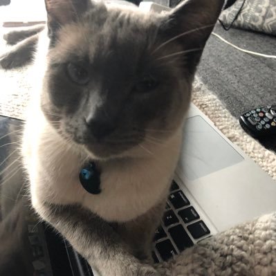 gizmo97750411's profile picture. FU TRUMP ... Obama is CLASS...Trump is TRASH... let’s kick his ASS! resister mother grandmother lover of life and animals hater of injustice and entitlement!!