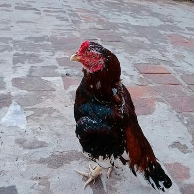 FazanKh57965690's profile picture. news