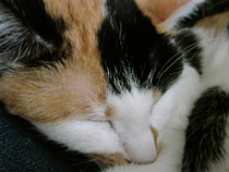 ture_east's profile picture. 東京出身ですが、うちなーんちゅに間違えられます。  三線・太鼓をしています。  自転車ロードレースを見るのにはまってとうとう自分でも始めてしまいました。