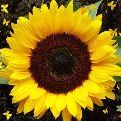 Christ believing, Nana of almost 3. Loves happy sunflowers, life, good, happy, joyous days. Waiting on the soon coming Messiah Jesus Christ.