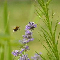raphaelak🌿🐝🍀❤🇩🇪 (@raphaelak9) 's Twitter Profile