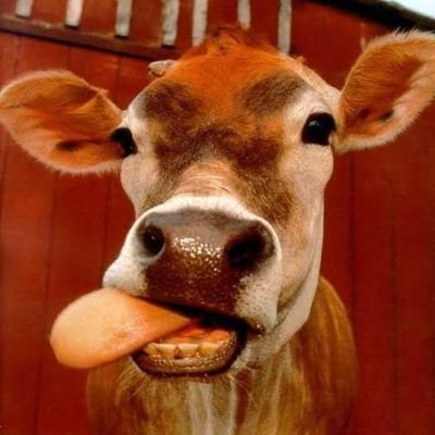 soobser41434365's profile picture. Gay