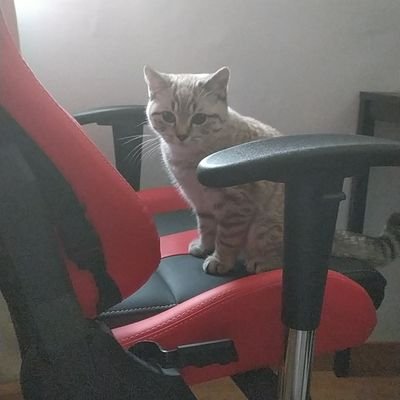 Shihanさんのプロフィール画像