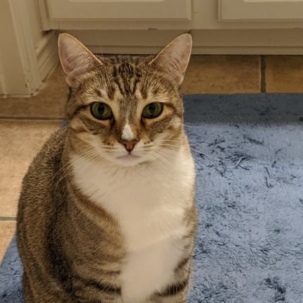- disabled and overeducated, trauma survivor diagnosed with multiple mental and physical illnesses. knitter, cat parent, computer game player and reader.
