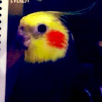 Drew 🤜🏽🤛🏾⭐️🚩📚📸💻🎞 (@cockatieldrew) 's Twitter Profile Photo Drew 🤜🏽🤛🏾⭐️🚩📚📸💻🎞 (@cockatieldrew) 's Twitter Profile Photo
