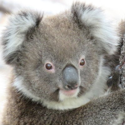Koala News & Science