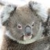 Koala News & Science (@science_koala) Twitter profile photo