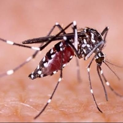 Enfermedad viral transmitida por los mosquitos y de prevalencia en las áreas tropicales y subtropicales.

Aquellos que se contagian por segunda vez con el virus