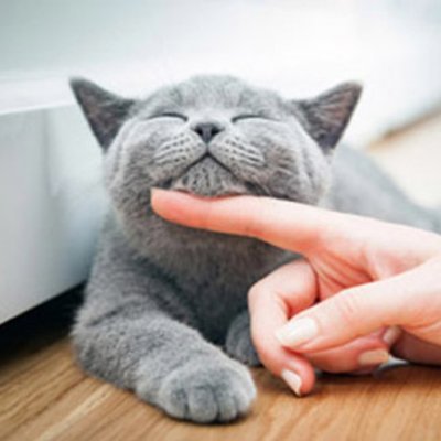 TheMiaowingCat's profile picture. 