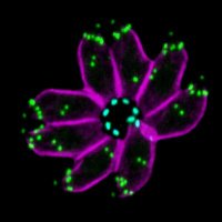 Frenal Karine (@frenal_toxolab) Twitter profile photo
