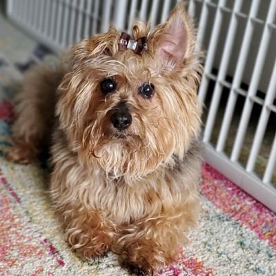 Check out my Poshmark Closet! Open to Offers!

https://t.co/gjAnVby5CY

Proud mother of 2 fur babies (yorkie and silky terrier)💙 ❤ 💕