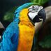 Parrot Paradice (@parrotparadice) Twitter profile photo Parrot Paradice (@parrotparadice) Twitter profile photo