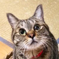 すばる(@subaru_the_cat) 's Twitter Profileg