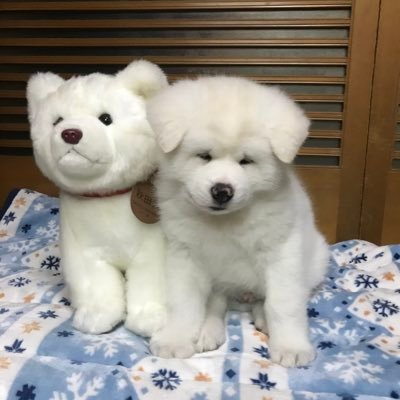 三代目の白秋田犬 心(まる) 2020年1月10日生まれの男の子 の日常と、 2代目白秋田犬の匠(なる)2005年1月2日〜2019年7月5日(14歳半でお空🌈に)の事など、なる姐がつぶやきます。宜しくお願いします。