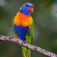 rainbowlorikeet(@rainbowlorikee5) 's Twitter Profile Photo