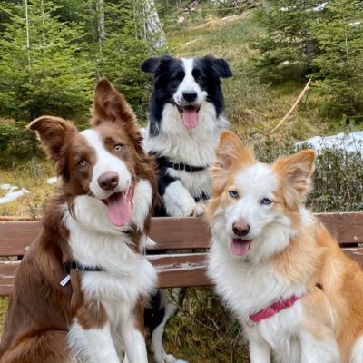 The adventures of three Border Collies. King Blacky, Queen Dolce, and Prince Blu. We love mountains and the beach, are you comming with us?