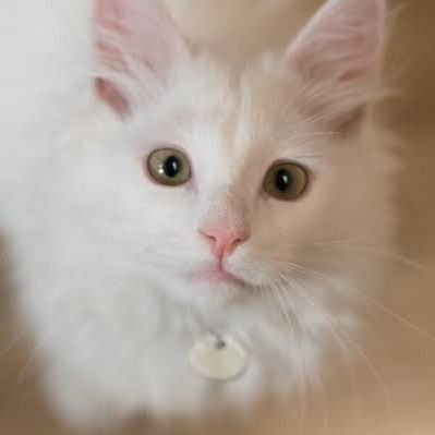 ShinyRo43937170's profile picture. 