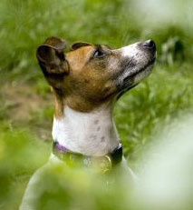 Hello, I'm Jack, an epileptic, Jack Russell. No problems, as long as Andy Blackmore remembers my medication. I'm 16 next August, and partial to Custard Creams.