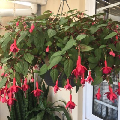 edoc18803181's profile picture. 