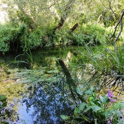 Celebrating our beautiful wildlife. Practical action to restore & reconnect our nature-depleted & fragmented landscape. Based in Kent - The Garden of England.