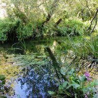 Urban Rewilding 🦊 River Len Maidstone(@URewilding) 's Twitter Profile Photo