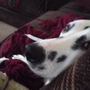 Victoria Harrison - @Tori_Harrison - Twitter