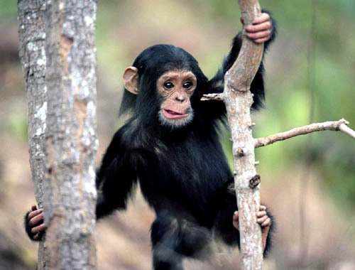 I was born in a little known trading outpost in the northern territory. It was there I set up my first simian observatory.