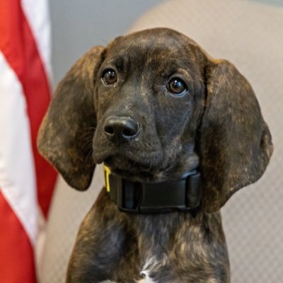 I am a four legged floppy eared @vtstatepolice Plott Hound in training soon to be a Trooper specialized in locating people. They call me Loki.
