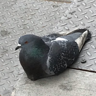 BipedalCursed's profile picture. 