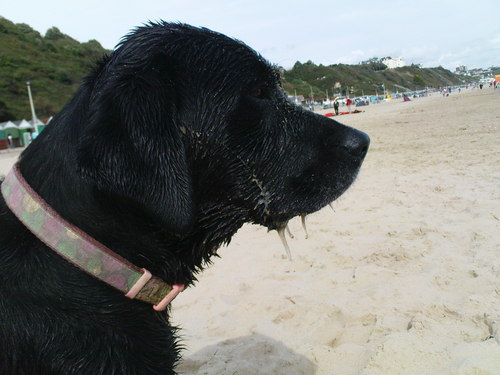 muzzlejuice's profile picture. gooner , raver , reader