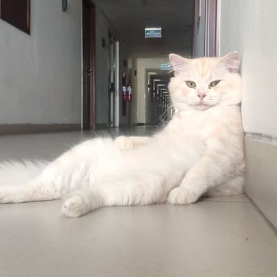 zorothecat92's profile image