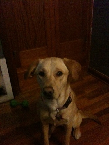 thedozer16's profile picture. I'm just a guy.