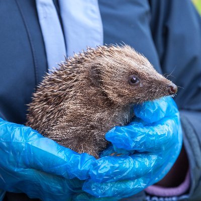 Loving nature, caring for hedgehogs, and taking photos.