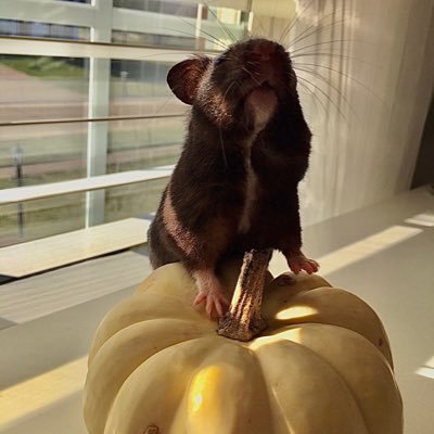 MelanieHuth2's profile picture. 