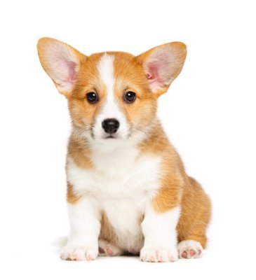 This is an corgi lovers official account if you love corgi lovers don't forget to follow us
