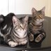 G&E 😺🌈💔🐱🌈 (@georgella13) Twitter profile photo G&E 😺🌈💔🐱🌈 (@georgella13) Twitter profile photo