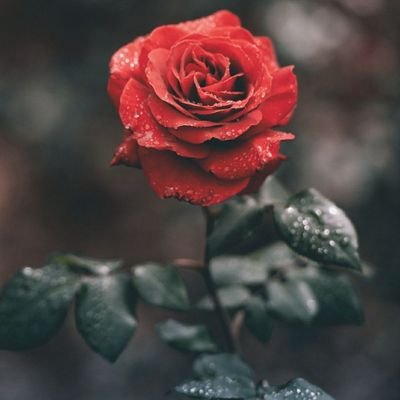 ‏حب السفر