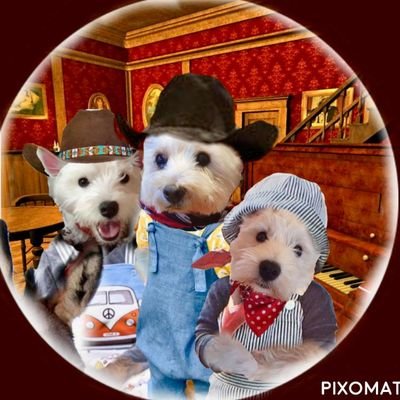 Sisters & brother FAMOUS worldwide #westies from The Adventures of Roobie & Radley and the Christmas campervan Rescue book.. Members of #ZSHQ #Ruffriderz #Rozie