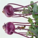 Turnips Rule - @PlainOlChuckDay - Twitter