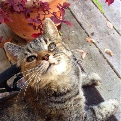 Noctambulo_Gato's profile picture. 