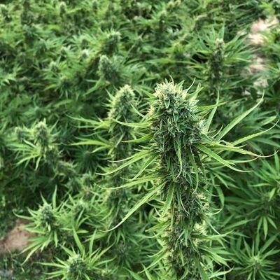 been a grave digger to an Astronaut, Accomplished Artist and owner of SkyLab Grow Opt owned by Steven Dyson aka Puffin Stuff, Art Studio ,Natures Images