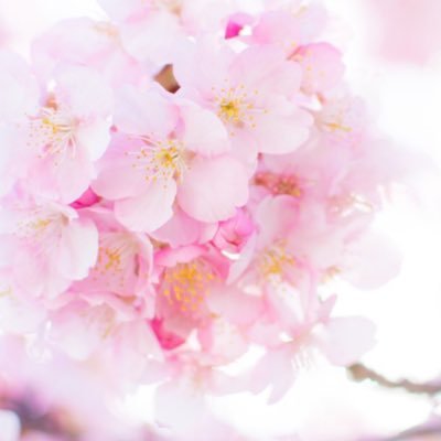 aji_iwo's profile picture. 成人済社会人 ┊ 薄桜鬼・薄ミュ ┊ 取引終了後DM削除 ┊ ⚠️犬同居（別室）┊ 💘沖田・千鶴中心箱推し💘