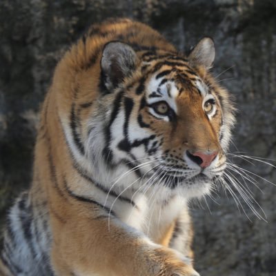 no_resetbutton's profile picture. 요새 내 비쥬얼 망태기 : 롱롱 오뢰 장링허 서정계 오숭헌… 계속 추가 중