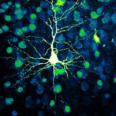 AxonalPlasticityLab Profile