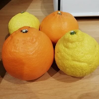 愛媛🍊