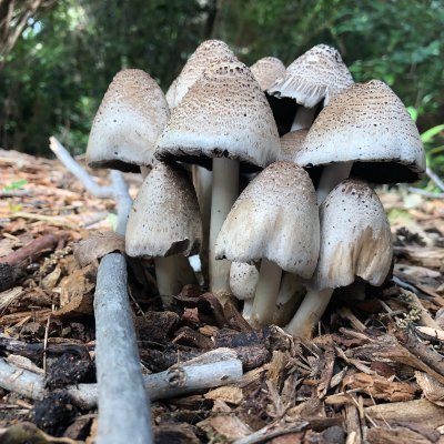 Roguepetso's profile picture. 