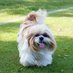 Planet Shih Tzu (@PlanetShihTzu) Twitter profile photo